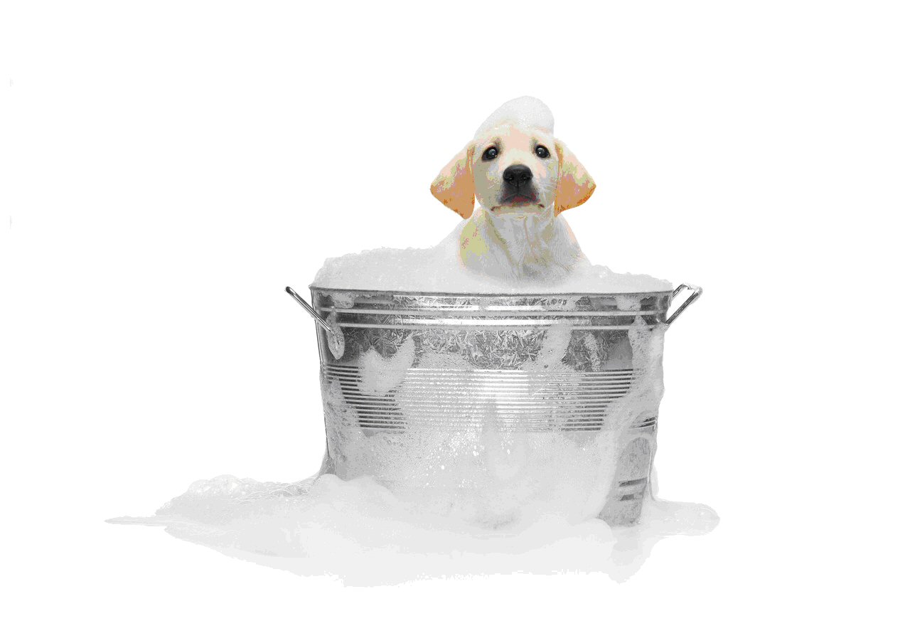 dog bath bucket puppy bathing shampoo